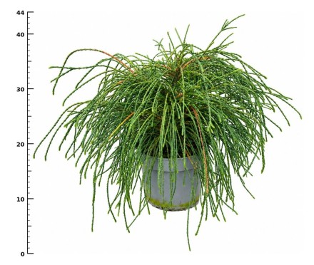 Thuja pl. 'Whipcord'