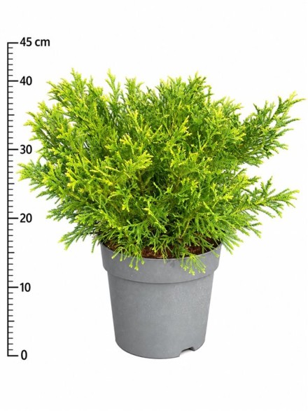 Thujopsis dolabrata 'Nana'