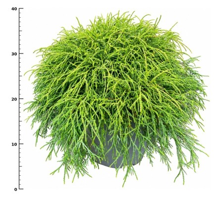 Chamaecyparis p. 'Filifera Nana'