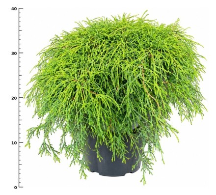 Chamaecyparis p. 'Filifera Nana'