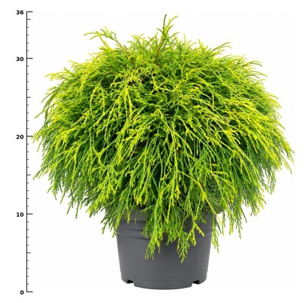 Chamaecyparis p. 'Sungold'
