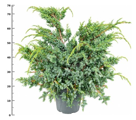 Juniperus chin. 'Blue Alps'
