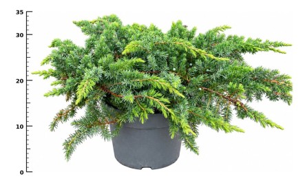 Juniperus conferta 'Schlager'