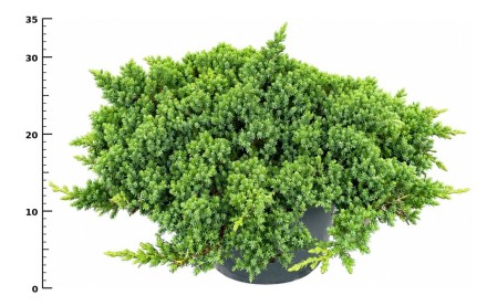 Juniperus procumbens 'Nana'
