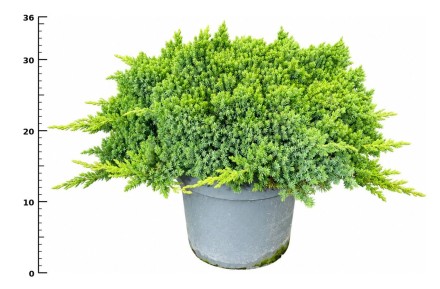Juniperus procumbens 'Nana'