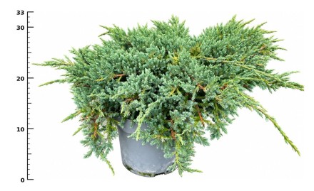 Juniperus squamata 'Blue Carpet'