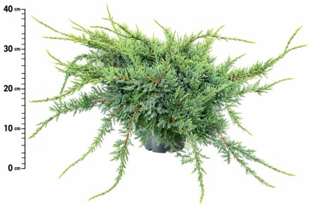 Juniperus squamata 'Holger'