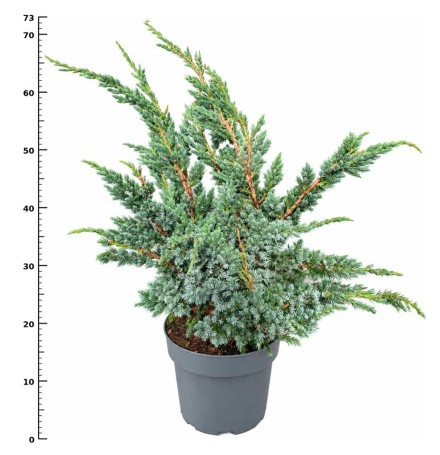 Juniperus squamata 'Meyeri'