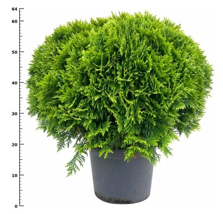 Thuja occ. 'Danica'