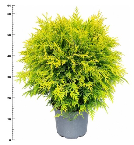 Thuja occ. 'Golden Globe'