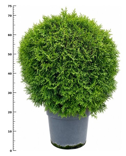 Thuja occ. 'Little Giant'