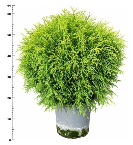 Thuja occ. 'Mr Bowling Ball'