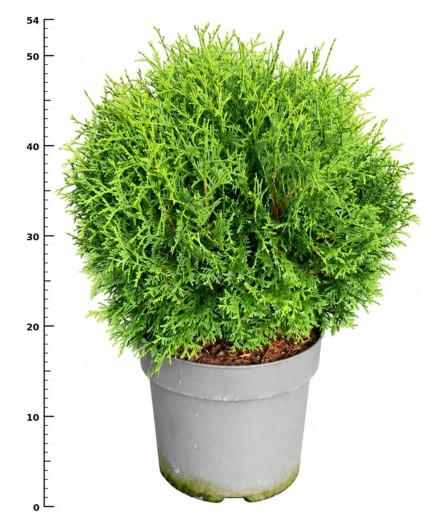 Thuja occ. 'Tiny Tim'