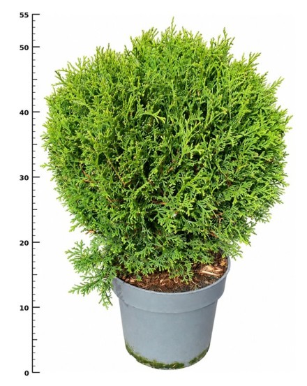 Thuja occ. 'Tiny Tim'