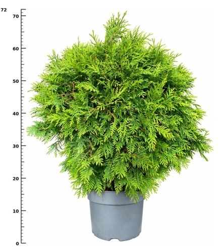 Thuja occ. 'Woodwardii'