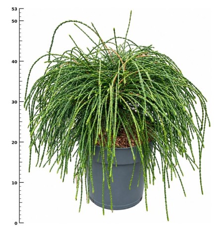 Thuja pl. 'Whipcord'