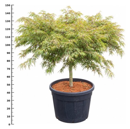 Acer pal. 'Inaba-shidare'