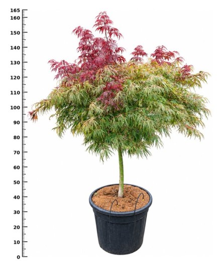 Acer pal. 'Tamukeyama'