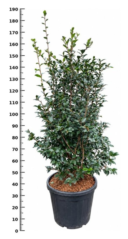 Camellia hier. 'Kanjiro'