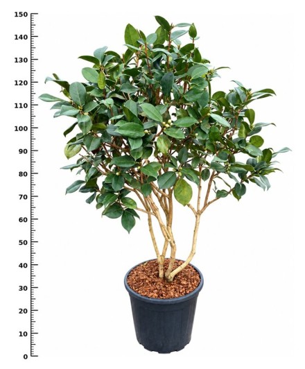 Camellia 'Hiodoshi'