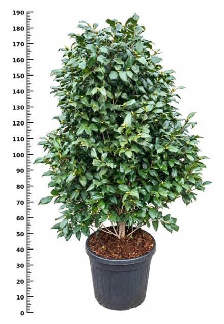 Camellia j. 'Ascona'