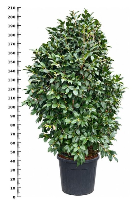 Camellia j. 'Konronkoku'