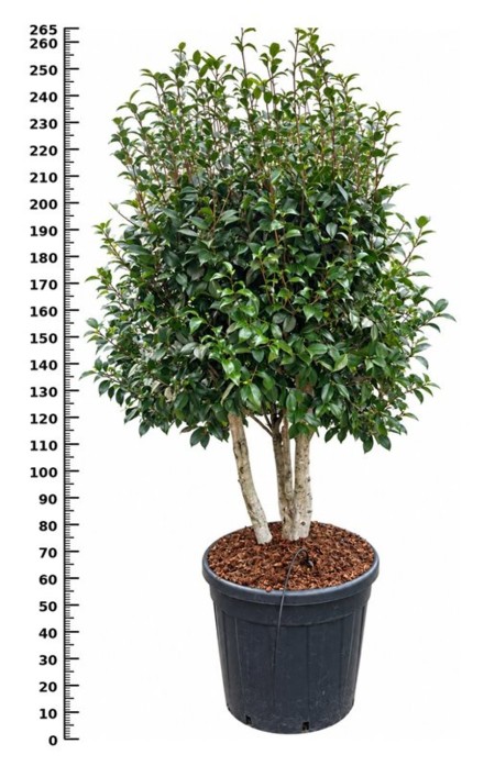 Camellia j. 'Konronkoku'