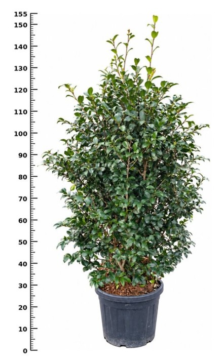 Camellia sas. 'Cleopatra'