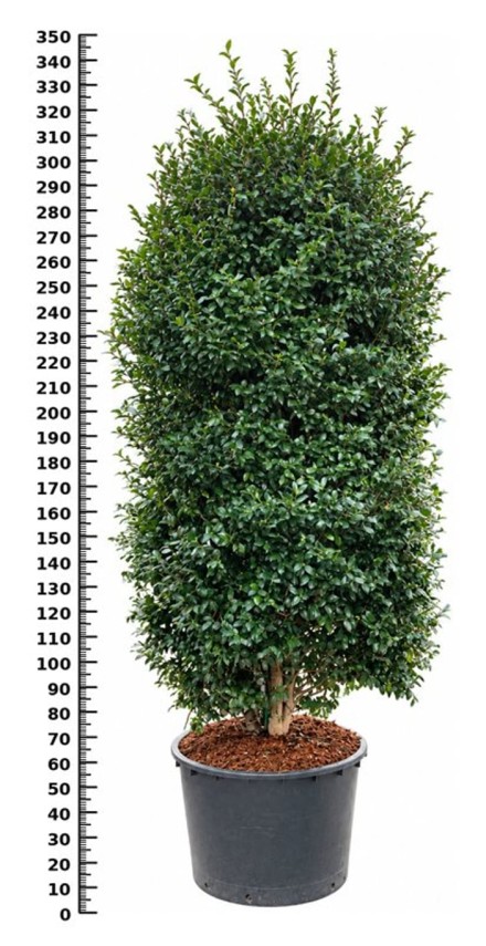 Camellia sas. 'Cleopatra'