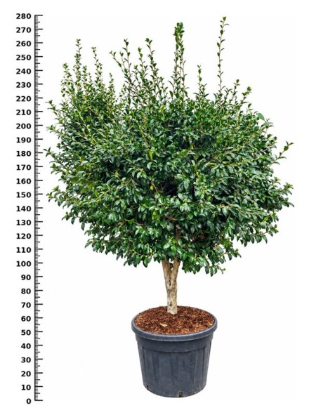 Camellia sas. 'Hino De Gumo'