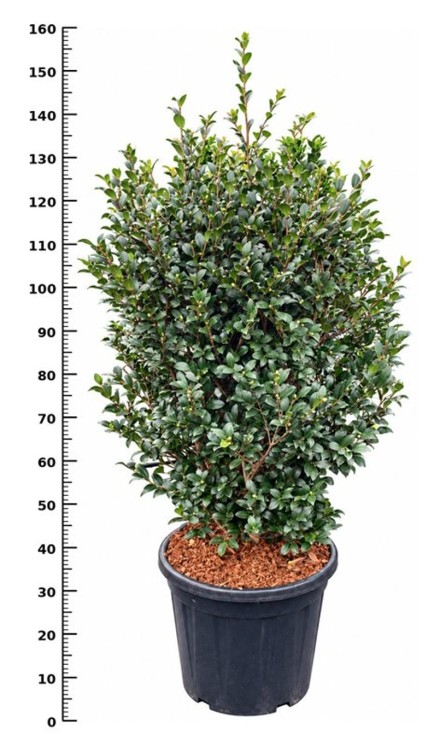 Camellia vernalis 'Yuletide'