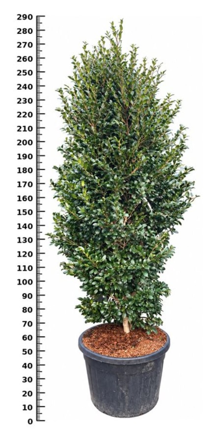 Camellia vernalis 'Yuletide'