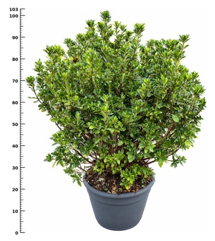Rhododendron (AJ) 