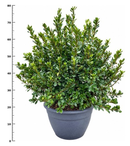 Rhododendron (AJ) 'Sylvester'