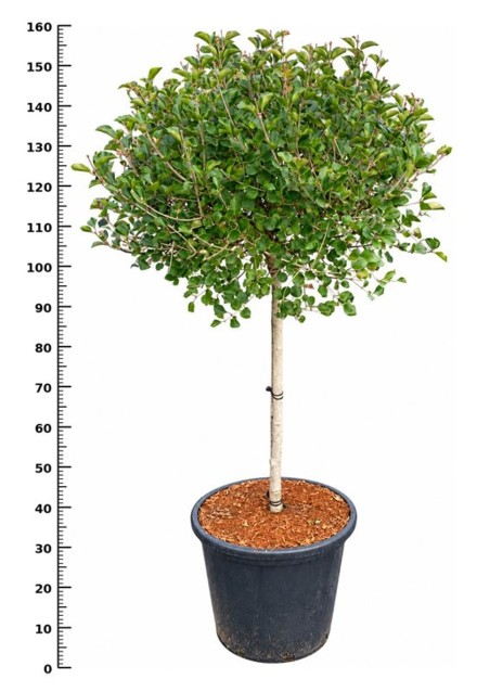 Syringa meyeri 'Palibin'