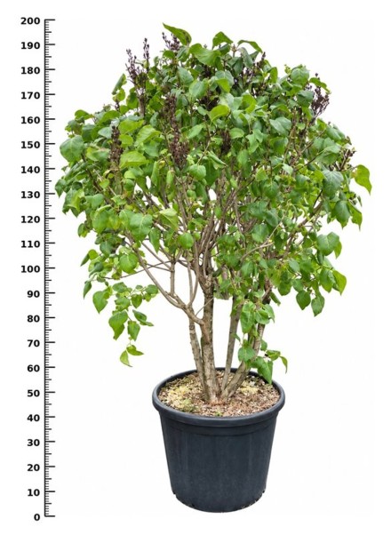Syringa v. 'Ruhm von Horstenstein'