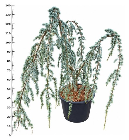 Cedrus atl. 'Glauca Pendula'