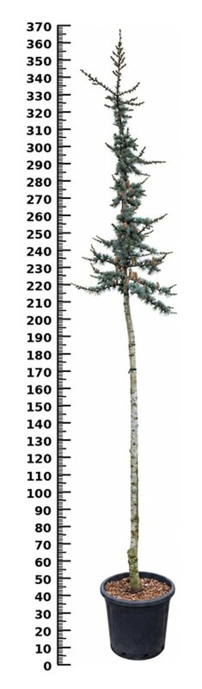Cedrus l. 'Glauca'