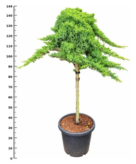 Juniperus procumbens 'Nana'