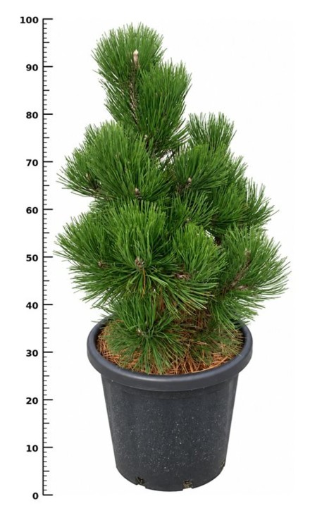 Pinus heldreichii 'Malinki'
