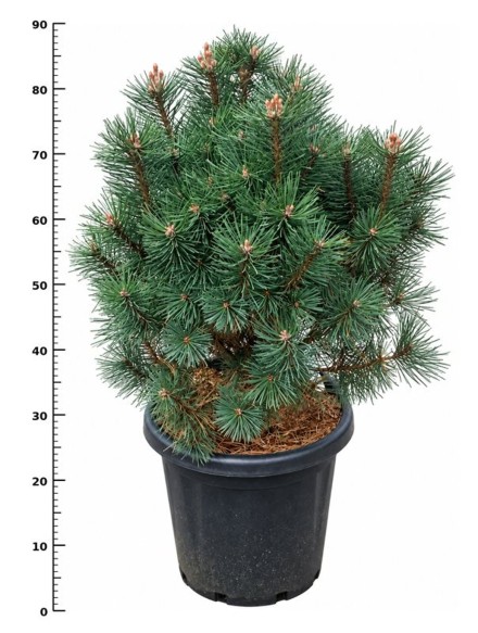 Pinus mugo 'Columbo'