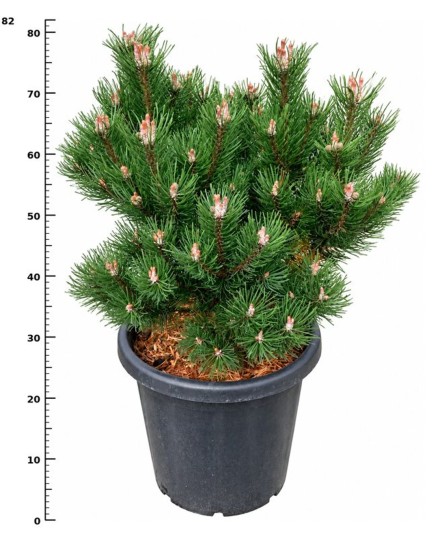 Pinus mugo 'Gnom'