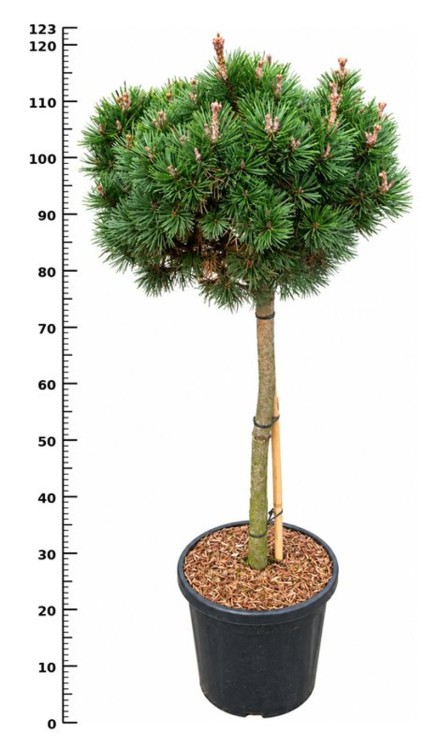 Pinus mugo 'Lilliput'