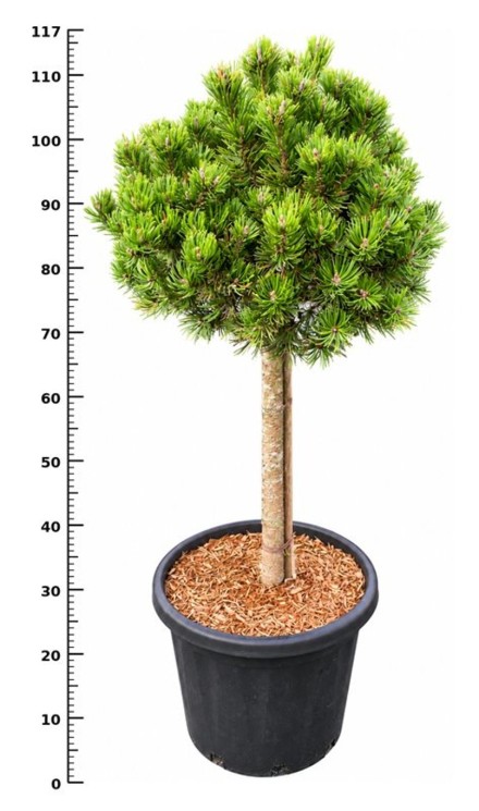 Pinus mugo 'Picobello'