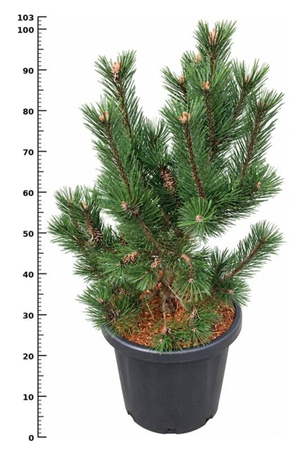 Pinus mugo 'Rigi'
