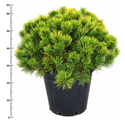 Pinus mugo 'Carsten's Wintergold'