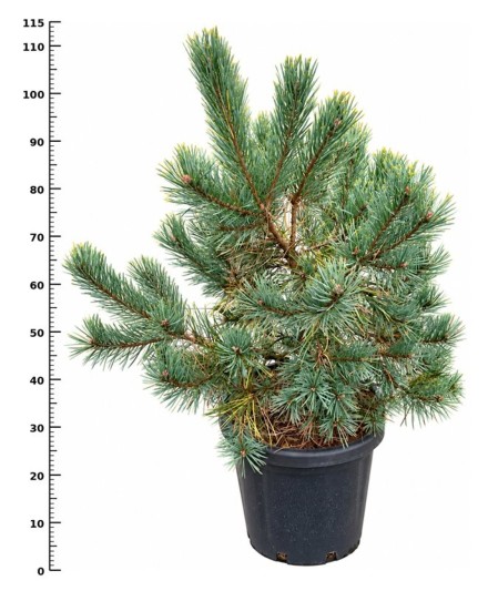 Pinus sylv. 'Aurea'