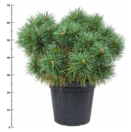 Pinus sylv. Blue Pearl