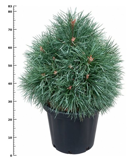 Pinus sylv. 'Chantry Blue'