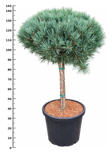 Pinus sylvestris 'Watereri Nana'